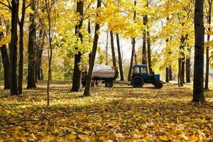 cleaning of foliage in park photo