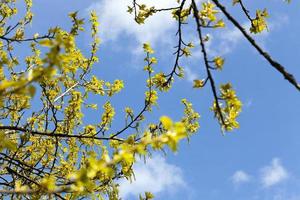 trees in the spring photo