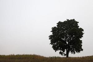 tree in the field photo