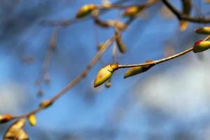 trees in the spring photo