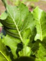 green leaves of horseradish photo