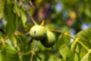 unripe green walnuts photo