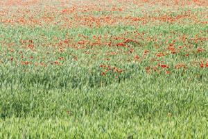 blooming red poppies photo