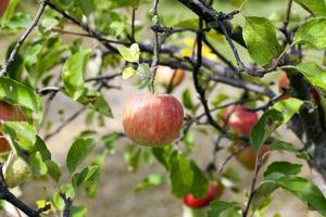 Apple on a branch photo