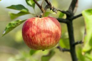 Apple on a branch photo