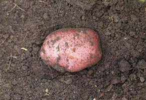 new crop of red potatoes photo