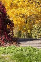 colorful foliage of trees photo