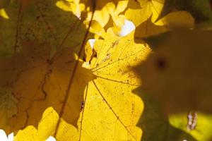 Yellowed foliage, close up photo