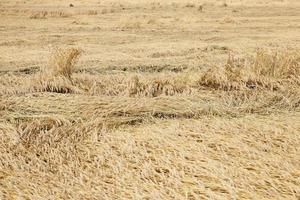 cereales de campo de granja foto