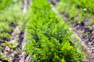 Field with carrot photo