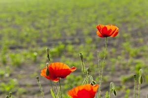 blooming red poppies photo