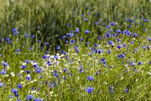 chamomile with cornflowers photo