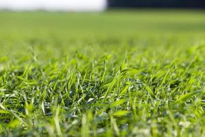 young grass plants, close-up photo