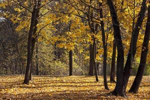 trees in the autumn season photo