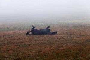 Beautiful black horse photo