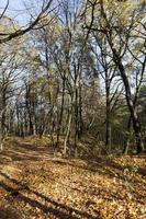 trees in the autumn season photo