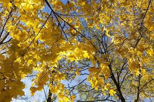 Yellowed foliage, close up photo