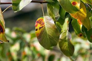 follaje de pera en otoño foto