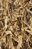Dried corn in a field photo