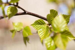 árboles en la primavera foto