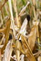 field with mature corn photo