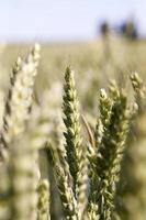 agricultural field wheat photo