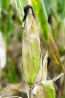 mature corn crop photo