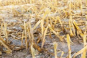 harvesting corn, defocus photo