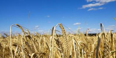 farm field cereals photo