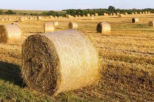 wheat, close up photo