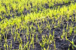 agricultural field, close up photo