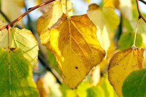 otoño en el parque foto