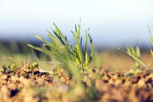 young grass plants, close-up photo