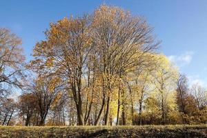 yellow foliage, autumn photo