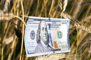 wheat and one hundred dollar photo
