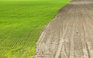 campo con cereales foto