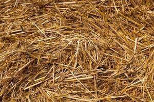 stack of straw in the field photo