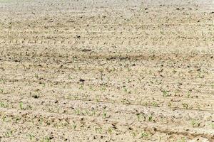 corn Agricultural field photo