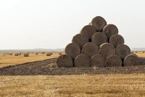 trigo, primer plano foto