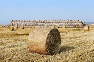 stack of straw in the field photo