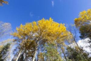 birch tree in autumn photo