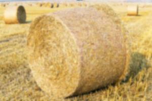 haystacks in a field of straw photo