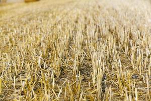 cereal farming field photo