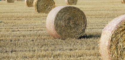 stack of straw in the field photo