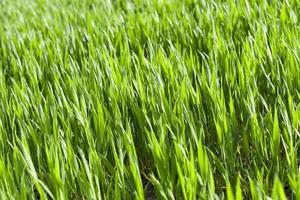 green wheat, close-up photo
