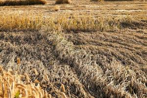 destroyed the element of wheat photo