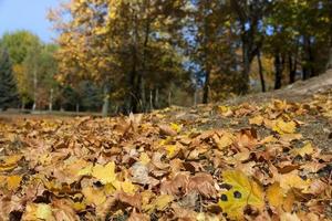 autumn in the park photo