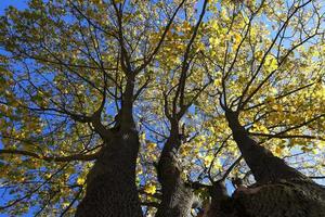 yellowing leaves on the trees photo