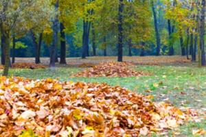 autumn in the park photo