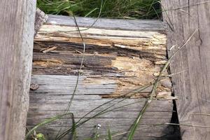 Old wooden ladder photo